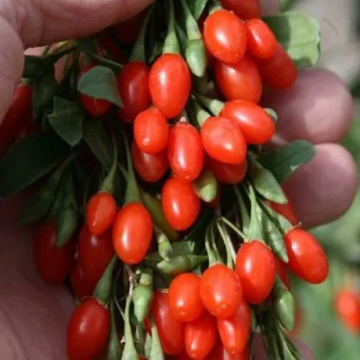 Годжи КОРЕАН БИГ — описание сорта Годжи КОРЕАН БИГ в Оренбурге