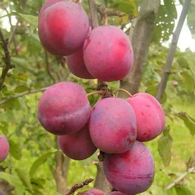 Слива ЭДИНБУРГСКАЯ в Оренбурге