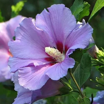 Гибискус  Гибискус в Оренбурге