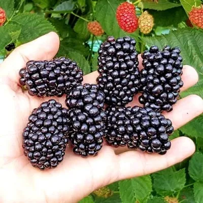 Ежевика ОУАЧИТА бесшипная — описание сорта Ежевика ОУАЧИТА бесшипная в Оренбурге