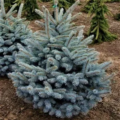 Ель МИСТИ БЛЮ голубая  Ель МИСТИ БЛЮ голубая в Оренбурге