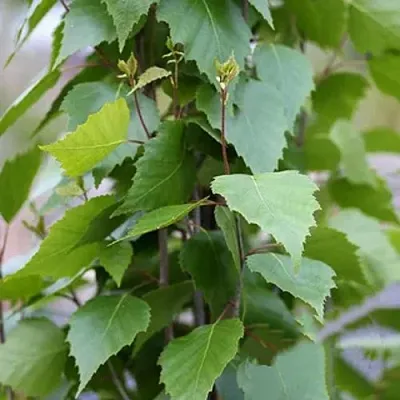 Береза ФАСТИГИАТА повислая   Береза ФАСТИГИАТА повислая  в Оренбурге