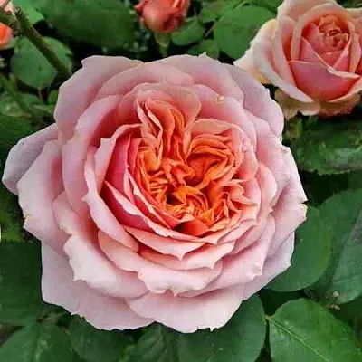 Саженцы роз ПОЛЬ БОКЮЗ шраб  Саженцы роз ПОЛЬ БОКЮЗ шраб в Оренбурге