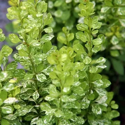 Барбарис ПАУ ВАУ тунберга  Барбарис ПАУ ВАУ тунберга в Оренбурге