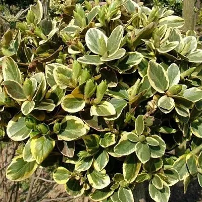 Бересклет КАНАДЕЙЛ ГОЛД   Бересклет КАНАДЕЙЛ ГОЛД  в Оренбурге