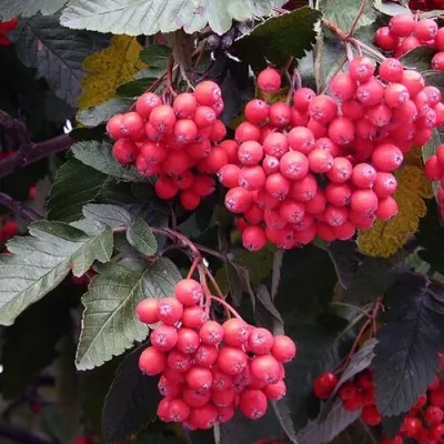 Рябина БОЯРЫШНИКОПЛОДНАЯ сладкоплодная в Оренбурге