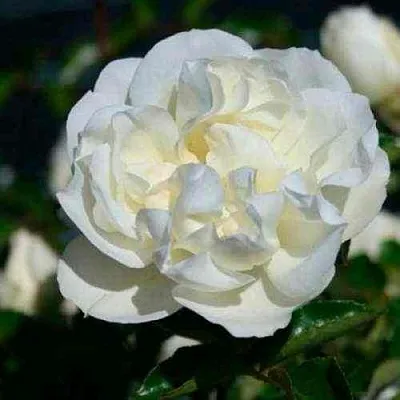 Саженцы роз ВАЙТ МЕЙДИЛАНД почвопокровная в Оренбурге