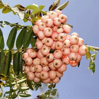 Рябина ПИНК ВЕЙЛ в Оренбурге