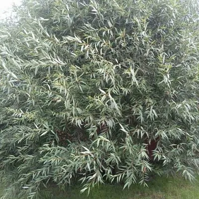 Ива СЕРЕБРИСТАЯ  Ива СЕРЕБРИСТАЯ в Оренбурге