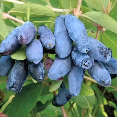 Жимолость съедобная ПАВЛОВСКАЯ в Оренбурге