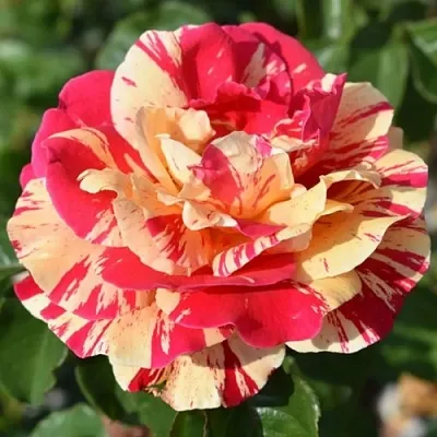 Саженцы роз ВАНИЛЛА ФРАЙЗ плетистая  Саженцы роз ВАНИЛЛА ФРАЙЗ плетистая в Оренбурге