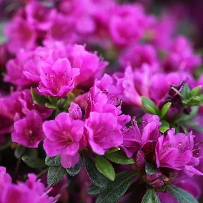 Азалия ХИРОКА японская  Азалия ХИРОКА японская в Оренбурге