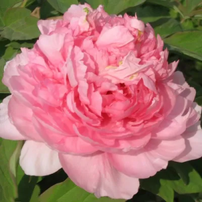 Пион ИМПЕРАТОРСКАЯ НАЛОЖНИЦА древовидный в Оренбурге