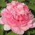 Пион ИМПЕРАТОРСКАЯ НАЛОЖНИЦА древовидный — описание сорта Пион ИМПЕРАТОРСКАЯ НАЛОЖНИЦА древовидный в Оренбурге