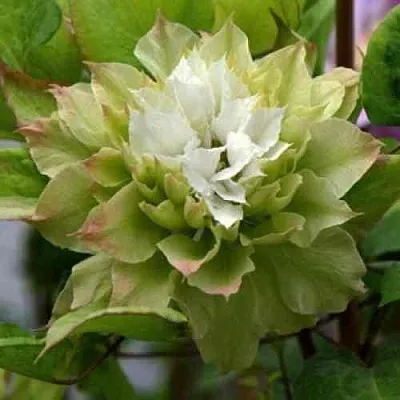 Клематис СЕН-НО-КЕЙЗ  Клематис СЕН-НО-КЕЙЗ в Оренбурге