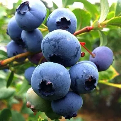 Голубика ДЮК  Голубика ДЮК в Оренбурге