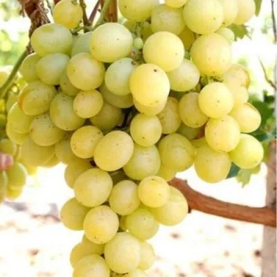 Виноград ТАЛИСМАН в Оренбурге