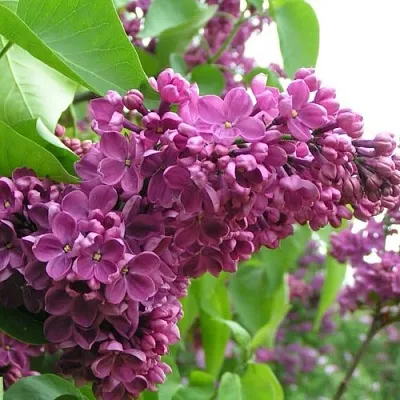 Сирень ДЕНЬ ПОБЕДЫ  Сирень ДЕНЬ ПОБЕДЫ в Оренбурге