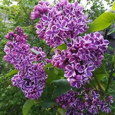 Сирень СЕНСАЦИЯ  Сирень СЕНСАЦИЯ в Оренбурге