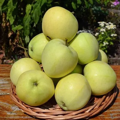 Яблоня ПАПИРОВКА  Яблоня ПАПИРОВКА в Оренбурге