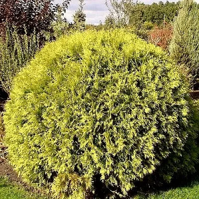 Туя ГЛОБОЗА АУРЕА западная в Оренбурге