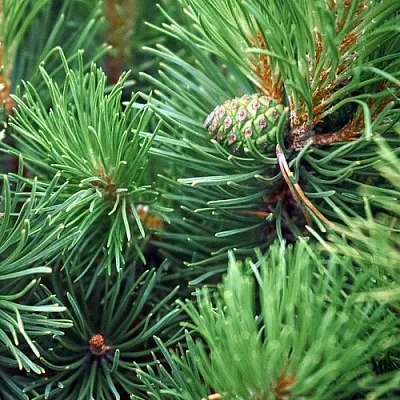 Сосна в Оренбурге