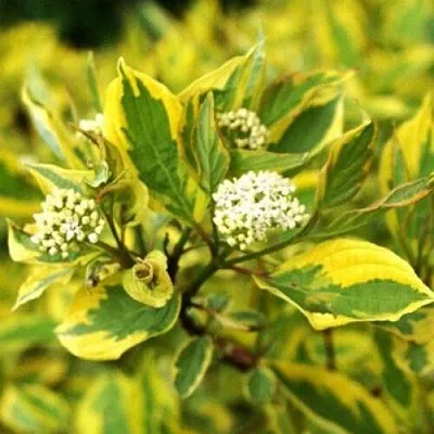 Дерен  Дерен в Оренбурге