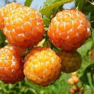 Малина КУМБЕРЛЕНД желтая в Оренбурге