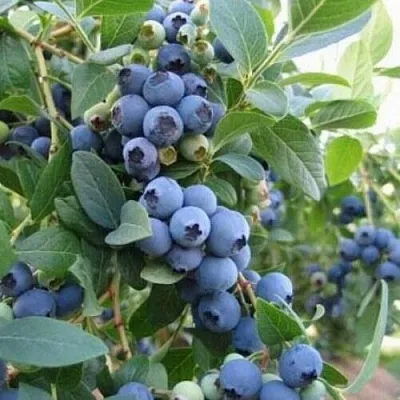 Голубика ЭЛЛИОТ  Голубика ЭЛЛИОТ в Оренбурге