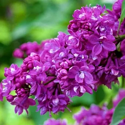 Сирень ОГНИ ДОНБАССА  Сирень ОГНИ ДОНБАССА в Оренбурге