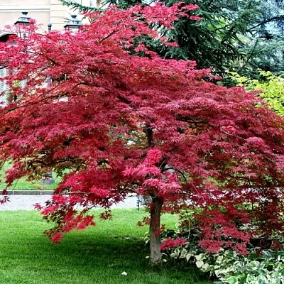 Клен пальмолистный  Клен пальмолистный в Оренбурге