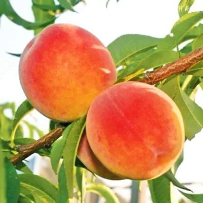 Персик ОНТАРИО — описание сорта Персик ОНТАРИО в Оренбурге