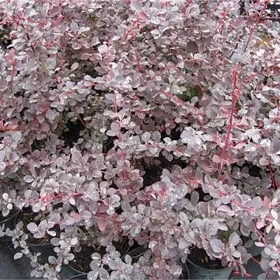 Барбарис СИЛЬВЕР МИЛЕС оттавский   Барбарис СИЛЬВЕР МИЛЕС оттавский  в Оренбурге