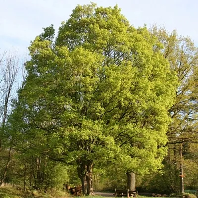 Клен полевой  Клен полевой в Оренбурге