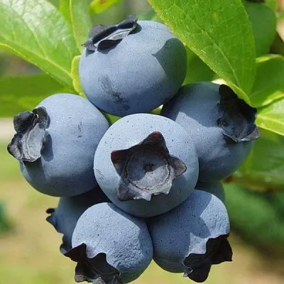 Сладкие сорта   Сладкие сорта  в Оренбурге