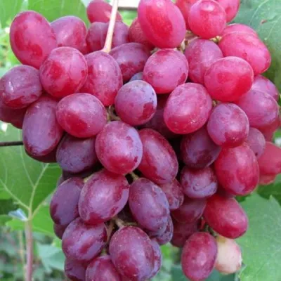 Виноград КИШМИШ ВЕЛЕС в Оренбурге