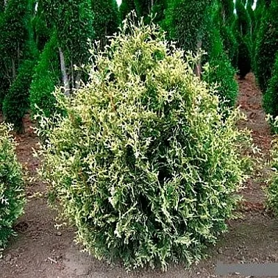 Туя ГОЛД ПЕРЛ западная в Оренбурге