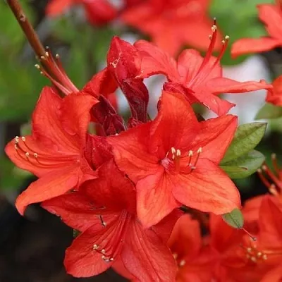 Азалия ПАРКФАЕР листопадная в Оренбурге