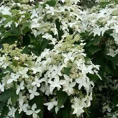 Гортензия МЭДЖИКАЛ СТАРЛАЙТ метельчатая  Гортензия МЭДЖИКАЛ СТАРЛАЙТ метельчатая в Оренбурге