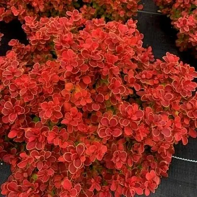 Барбарис РЕД ХОТ ЧИЛИ тунберга  Барбарис РЕД ХОТ ЧИЛИ тунберга в Оренбурге