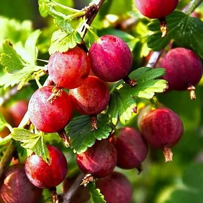 Крыжовник САДКО  Крыжовник САДКО в Оренбурге