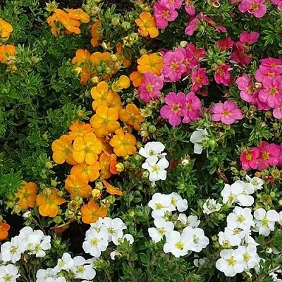 Лапчатка  Лапчатка в Оренбурге