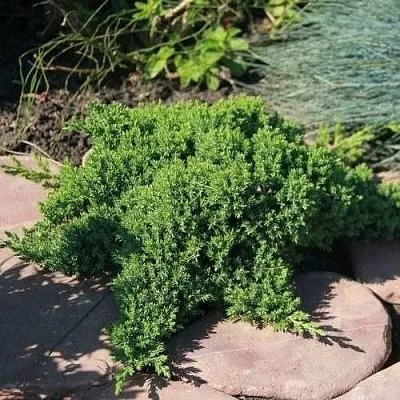 Можжевельник АВАСИ лежачий  Можжевельник АВАСИ лежачий в Оренбурге