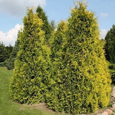 Туя АУРЕОСПИКАТА западная в Оренбурге