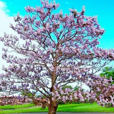 Павловния Павловния в Оренбурге