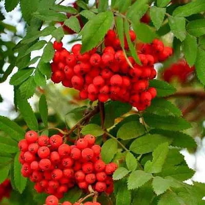 Рябина ОБЫКНОВЕННАЯ в Оренбурге