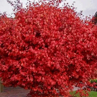 Клен гиннала   Клен гиннала  в Оренбурге