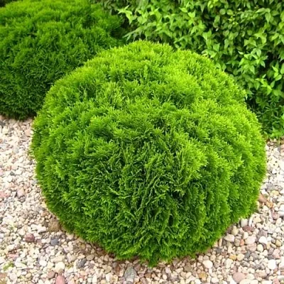 Туя ДАНИКА западная в Оренбурге