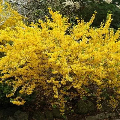 Форзиция ГОЛДЗАУБЕР средняя  Форзиция ГОЛДЗАУБЕР средняя в Оренбурге