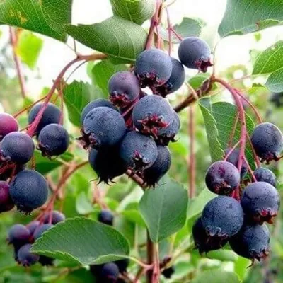 Ирга THIESSEN в Оренбурге